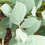 Rhynchosia sublobata पत्ता