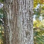 Quercus macrocarpa Bark