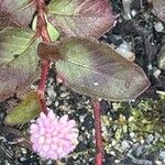 Persicaria capitata Květ