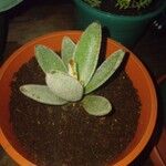 Kalanchoe tomentosaLeaf