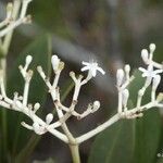 Psychotria rupicola Плід