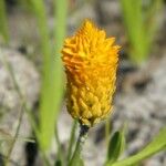 Polygala lutea 花