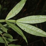 Inga acuminata Blad