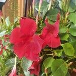 Mandevilla laxaFlower