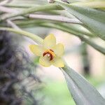 Octomeria grandiflora Blodyn