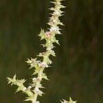 Salsola australis autre