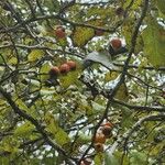 Crataegus viridis Gyümölcs