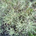 Artemisia californica Folha