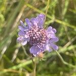 Scabiosa columbaria Цветок