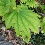 Acer circinatum পাতা