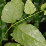 Halleria lucida Hoja