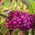 Callicarpa americana Fruit