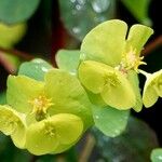Euphorbia amygdaloides Цвят