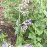 Nepeta × faassenii Floare