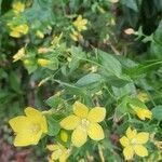 Ixanthus viscosus Flower