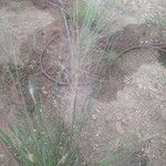 Muhlenbergia capillaris 葉