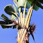 Strelitzia nicolai Hábito
