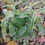 Salvia officinalis Blad