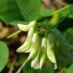 Vicia pisiformis Flor
