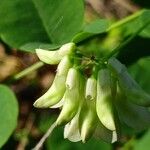 Vicia pisiformis Blüte