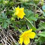 Potentilla crantzii 葉