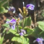 Craterostigma plantagineum Flower