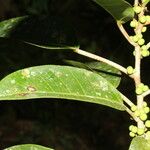 Ficus citrifolia ഇല
