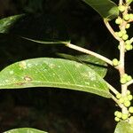 Ficus citrifolia Blad