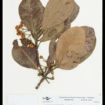 Clusia insignis Fruto