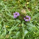 Prunella vulgaris ശീലം