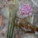 Dorycnopsis gerardi Blomma