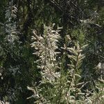 Tamarix canariensis 花