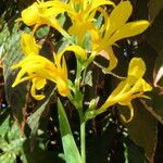 Canna glauca Hábitos