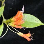 Aeschynanthus parviflorus आदत