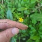 Youngia japonica Flor