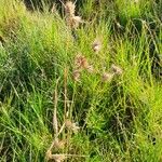 Themeda triandra Fula