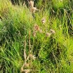 Themeda triandra Blüte