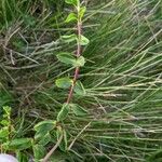 Veronica allionii Feuille