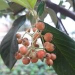 Cotoneaster coriaceusFruto