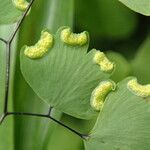 Adiantum poiretii Blatt