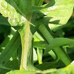 Lactuca alpina बार्क (छाल)