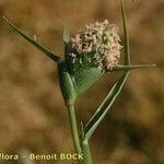 Sporobolus schoenoides Fruit