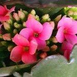 Kalanchoe crenata Máis