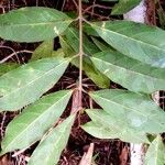 Heteropterys laurifolia Leaf