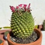 Mammillaria polythele List