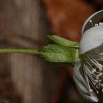 Rubus pedatus Kukka