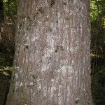 Nothofagus alpina Corteza