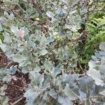 Salix lanata Hábito