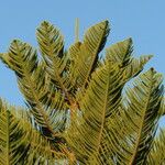 Araucaria heterophylla Hábito