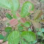 Searsia natalensis Leaf